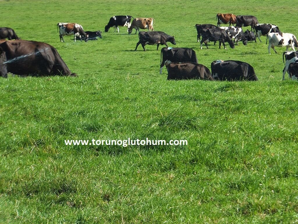 7li Karışım Mera Otu Tohumu