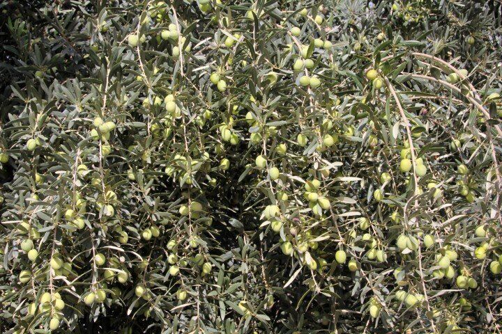 Sarı Ulak Zeytin Fidanı
