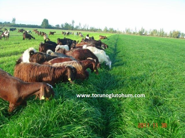 Ryegrass Tohumu