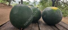 Halep Karası Yerli Karpuz Tohumu 50 Adet