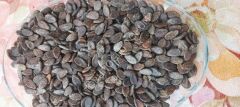 Halep Karası Yerli Karpuz Tohumu 50 Adet
