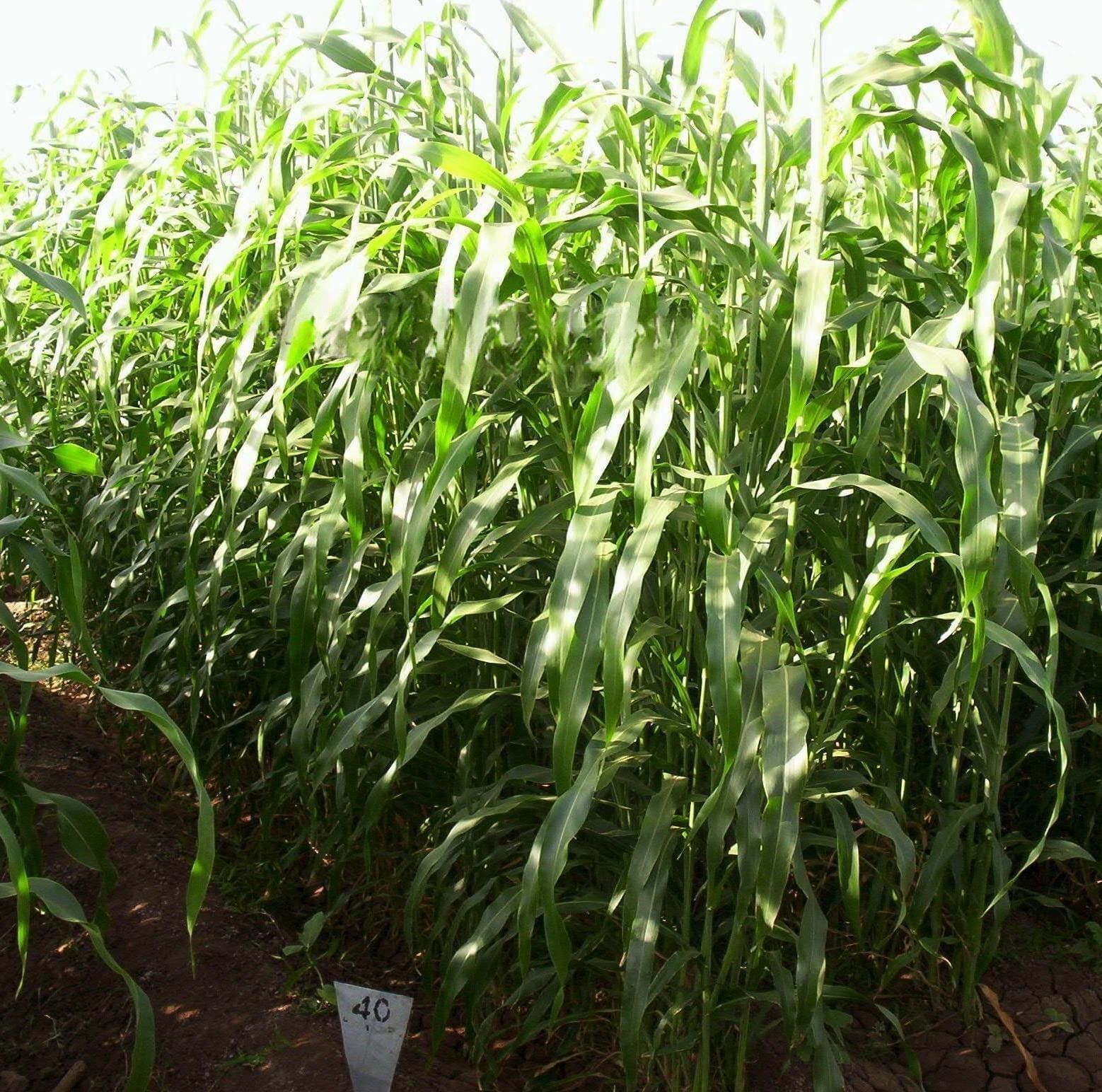 Sorgum Sudan Otu Tohumu İthal