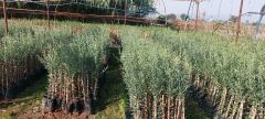 6 Adet Arbequina İspanyol Bodur Yağlık  Zeytin Fidanı 80 cm Boylu 2 Yaşlı