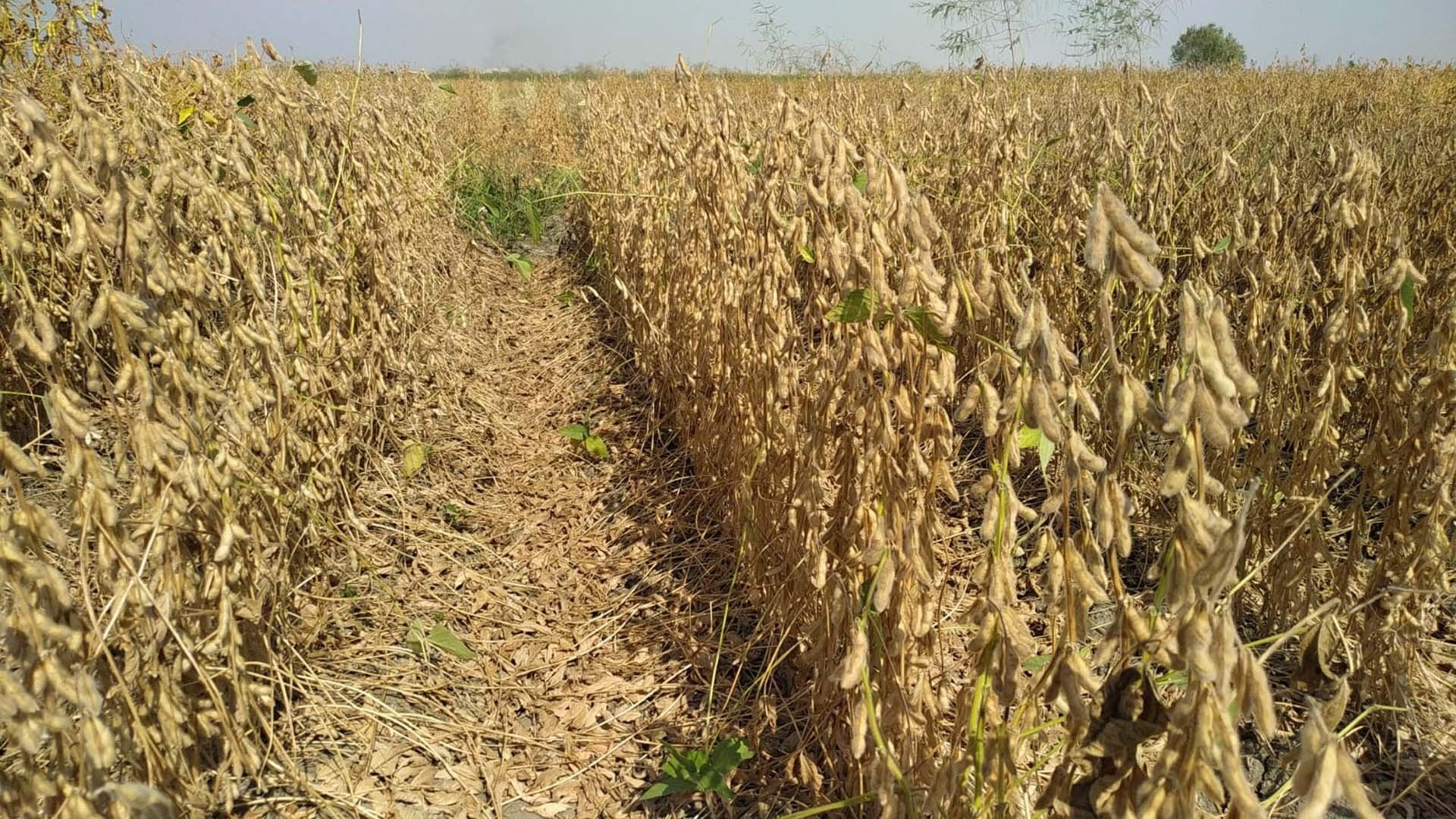 Süperb Danelik Soya Tohumu 25 KG