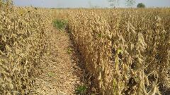 Süperb Danelik Soya Tohumu 25 KG