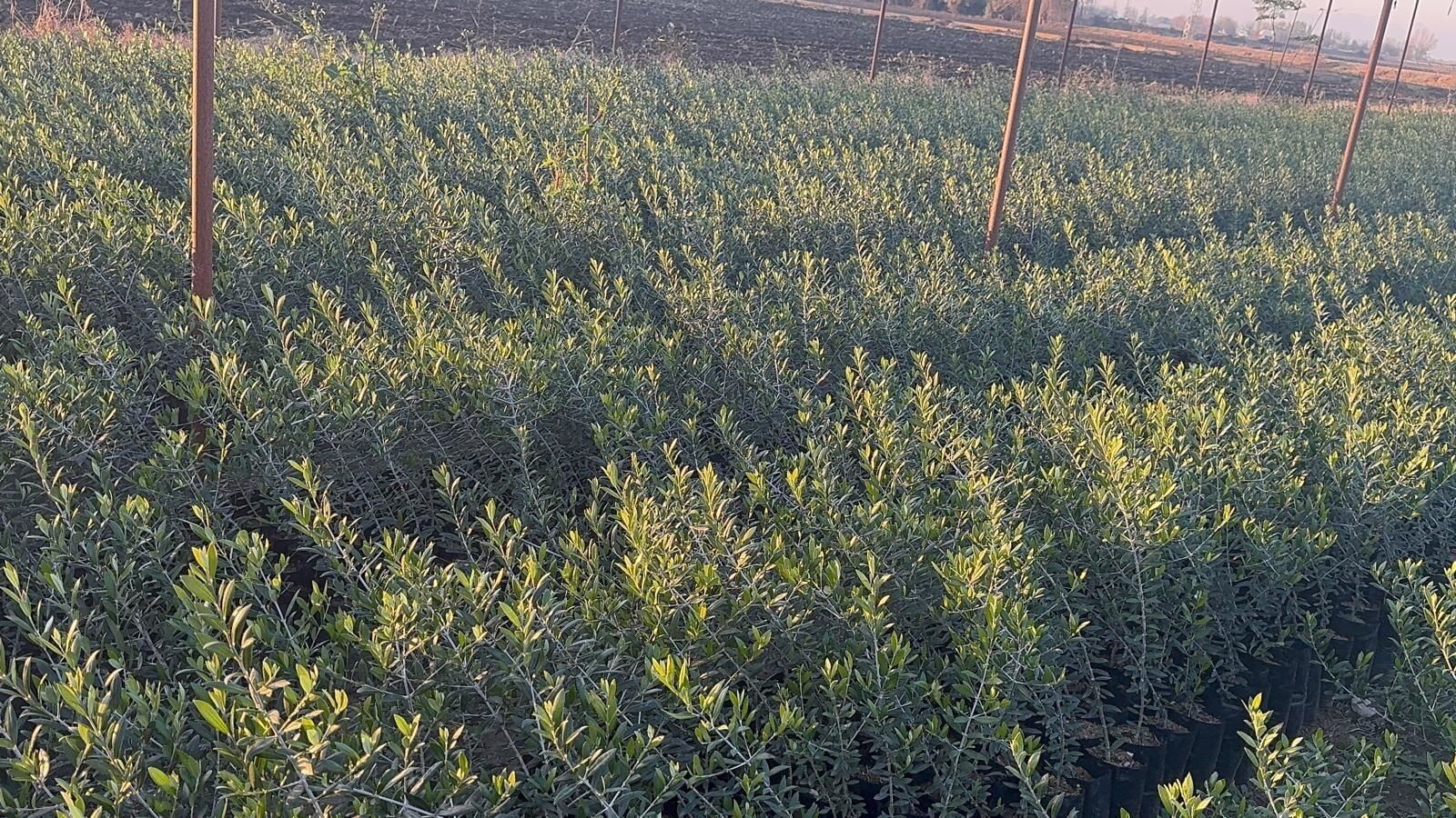 Samsun Ufak Tuzlamalık Zeytin Fidanı
