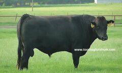 Wagyu Boğa Sperması