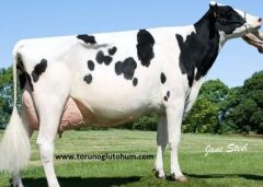 Holstein Boğa Sperması