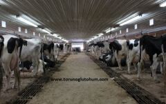 Holstein Boğa Sperması