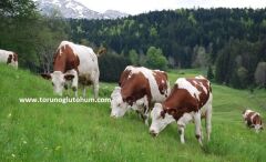 Montbeliarde Boğa Sperması