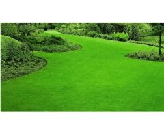 Festuca Arundinacea Rizomsuz Moondance GLX