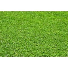 Festuca Rubra Rubra (Kırmızı Yumak) Çim Tohumu