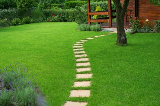 Festuca Rubra Rubra (Kırmızı Yumak) Çim Tohumu