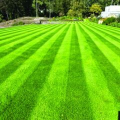 Festuca Rubra Commutata (Adi Kırmızı Yumak) Çim Tohumu