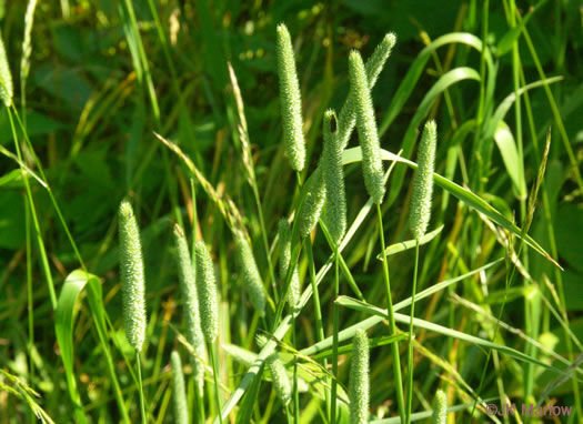 Çayır Kelp Kuyruğu (Phleum pratense) Yem Bitkisi Tohumu
