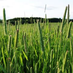 Çayır Kelp Kuyruğu (Phleum pratense) Yem Bitkisi Tohumu